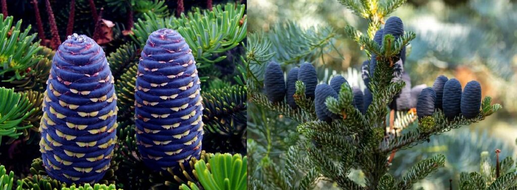 Abeto coreano (Abies Koreana )