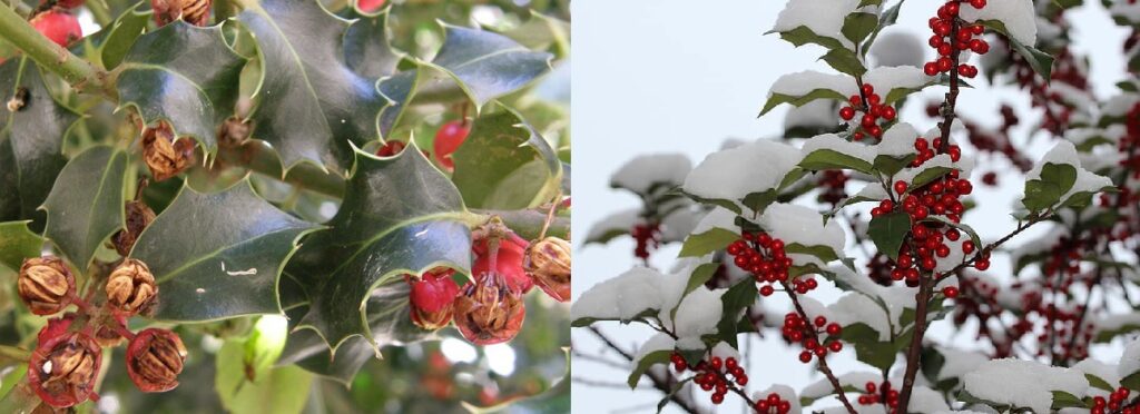 Acebo de púas (Ilex Aquifolium