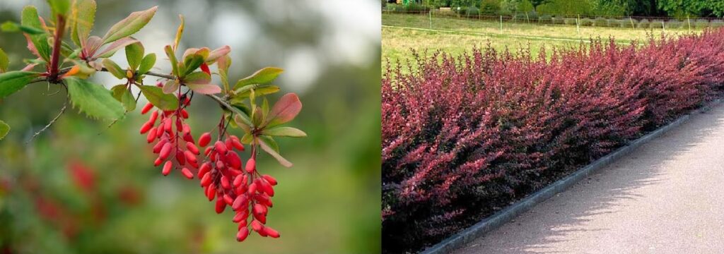 Agracejo de Julianna (Berberis julianae)