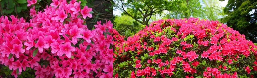 Azalea japonesa
