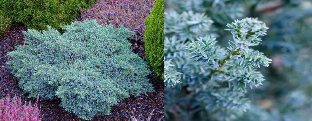Enebro Estrella Azul (Juniperus squamata )