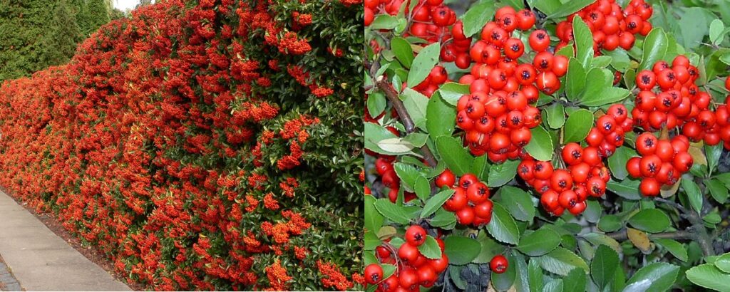Espino de fuego (Pyracantha coccinea)