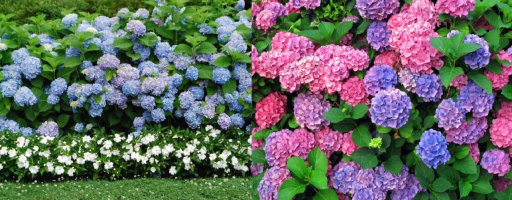 Hortensia de jardín (Hydrangea macrophylla)