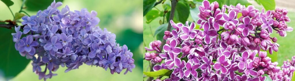 Lila (Syringa vulgaris)
