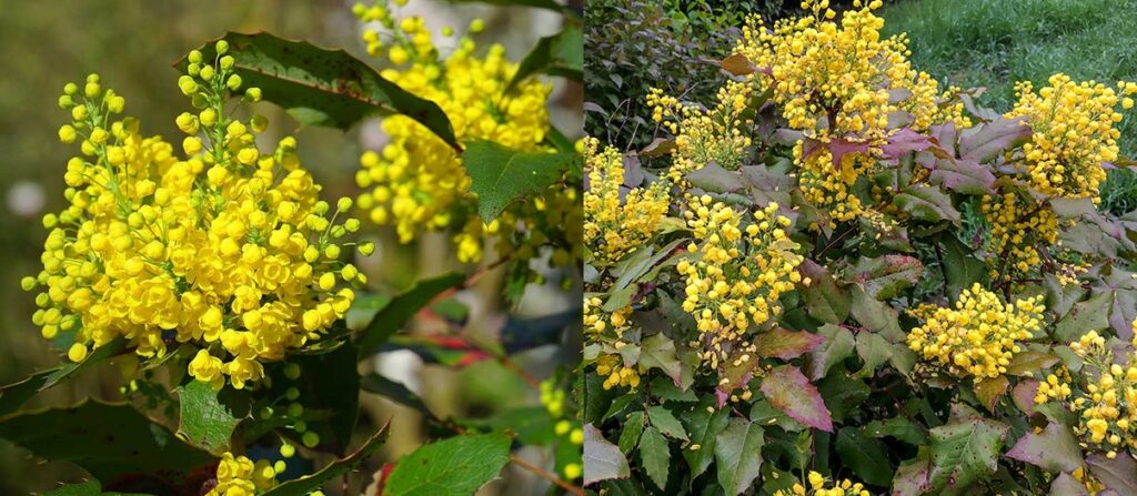 Mahonia común (Mahonia aquifolium)