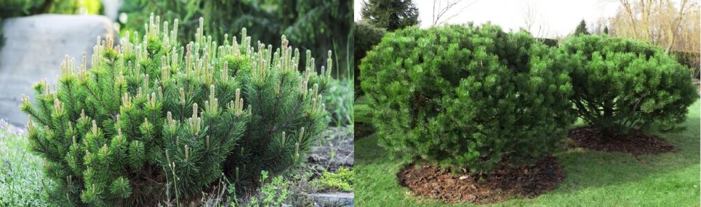 Pino enano (Pinus pumila)