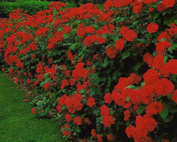 ROSA arbustos ornamentales para el jardín