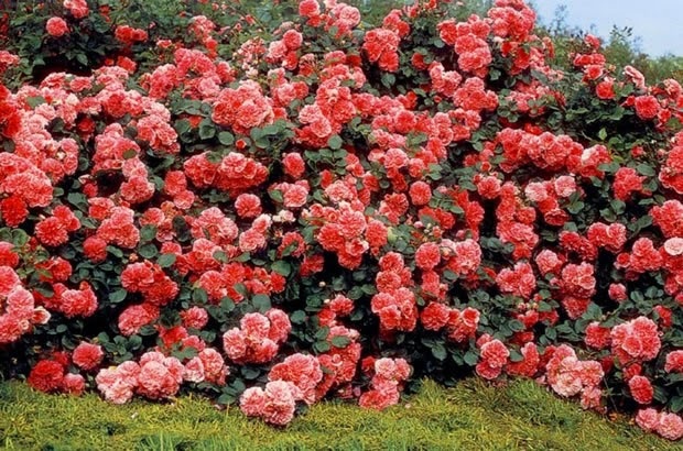 Rosa