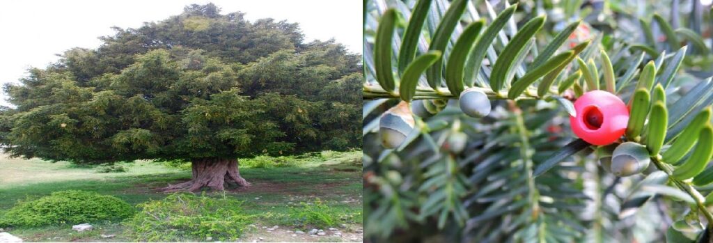 Tejo (Taxus)