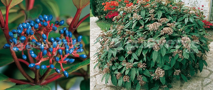Viburno chino (Viburnum davidii)