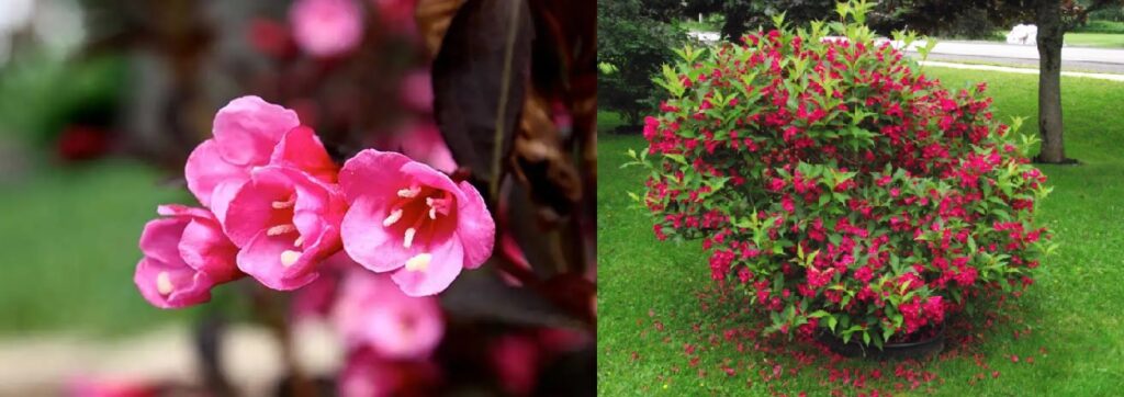 Weigela florida