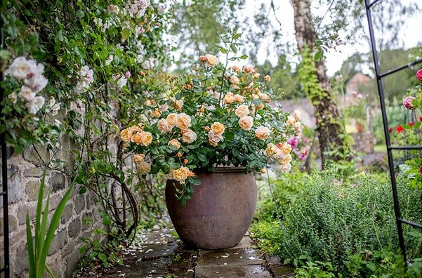 ROSES GROWN IN CONTAINERS