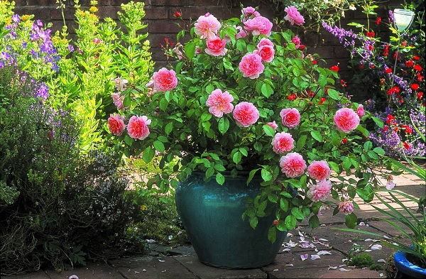 ROSES GROWN IN POTS