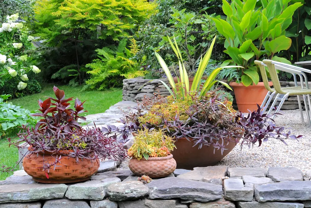 Container Gardening with Succulents