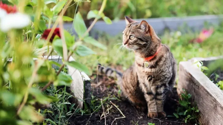 How to Design a Safe Cat Garden