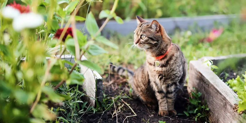 How to Design a Safe Cat Garden