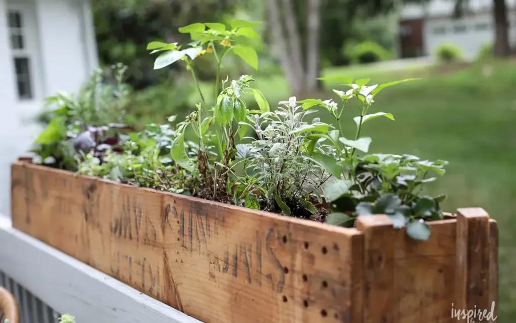 How to Plant a Cocktail Garden