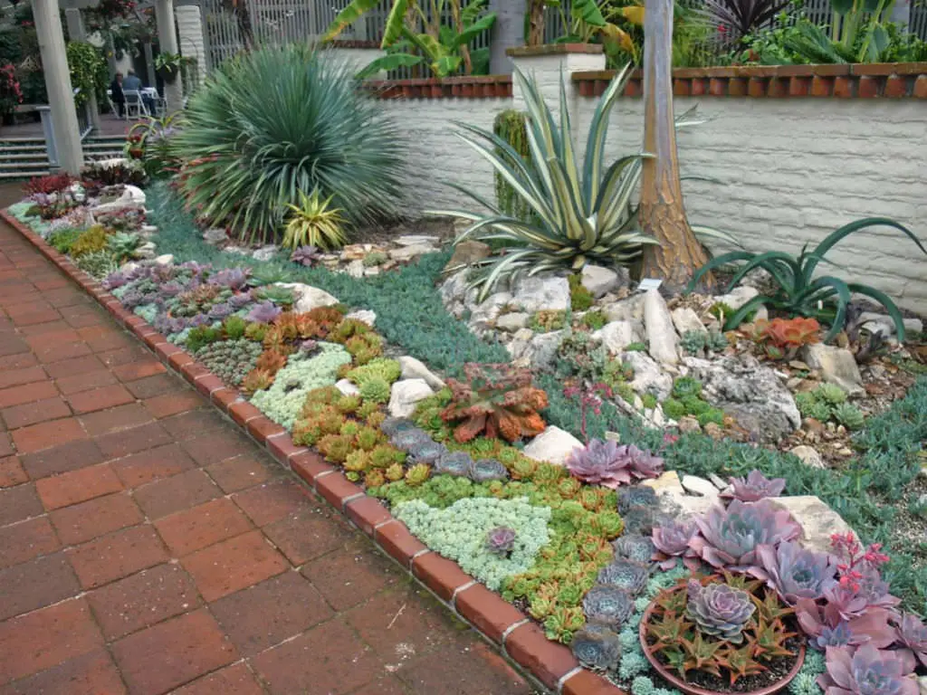 Planting Succulents in the Ground