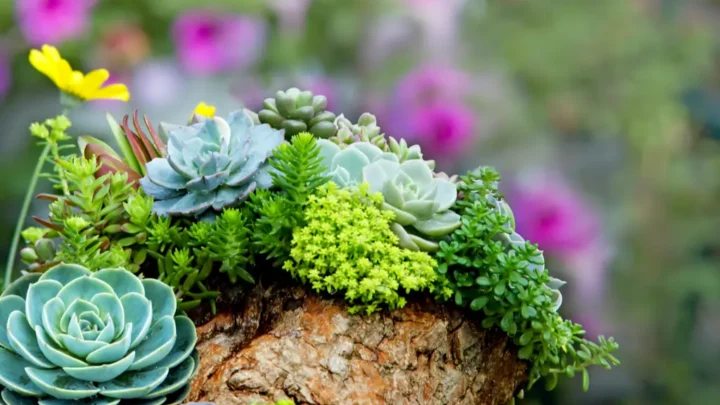 Succulent Plants