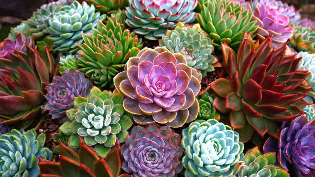 Can you recommend any rare or unusual succulent varieties?