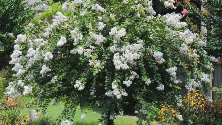 Acoma Crape Myrtle