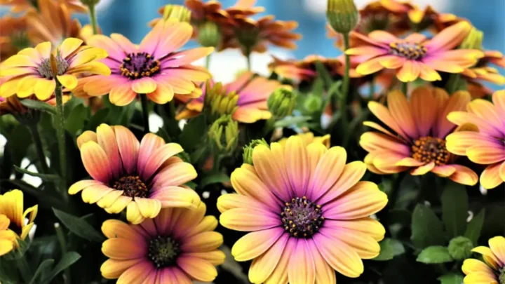 African Daisy Care