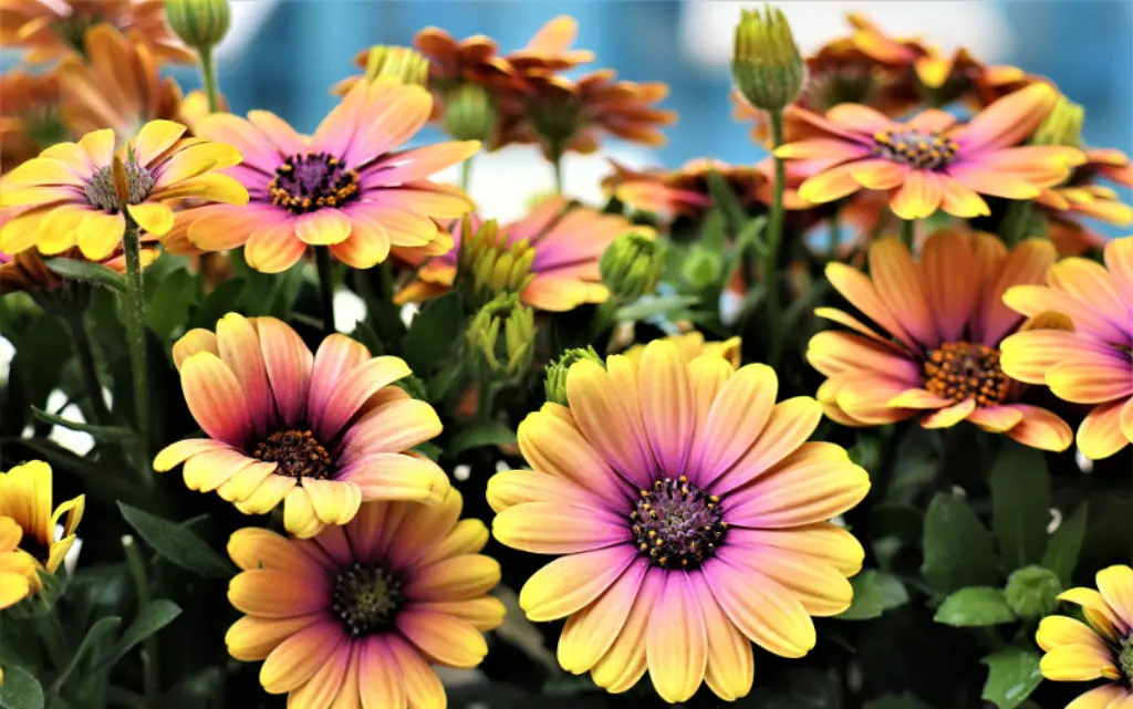 African Daisy Care