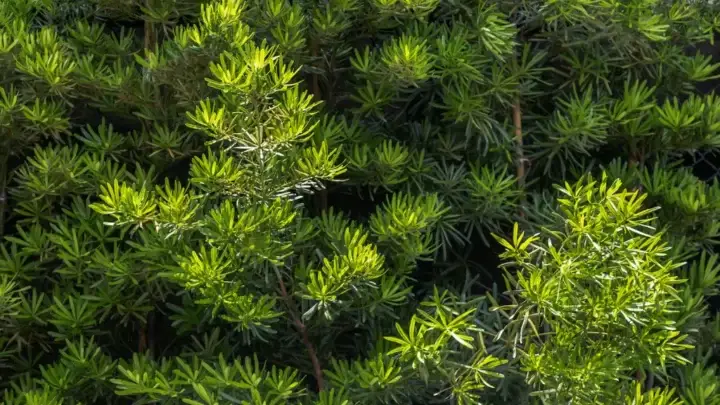 African Fern Pine