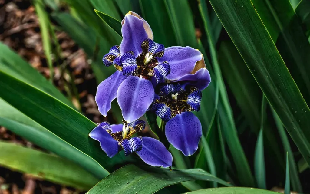 African Iris