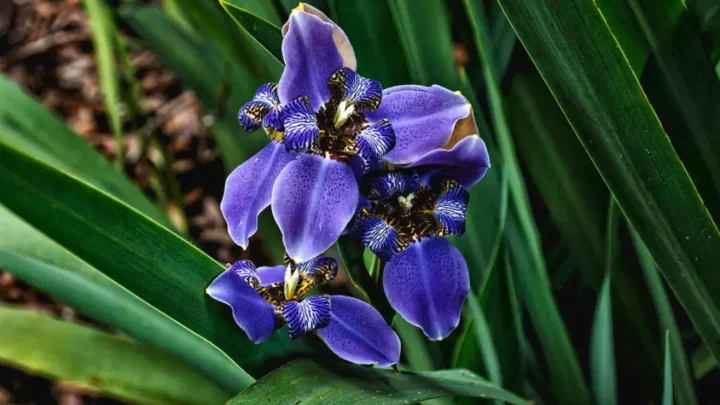 African Iris