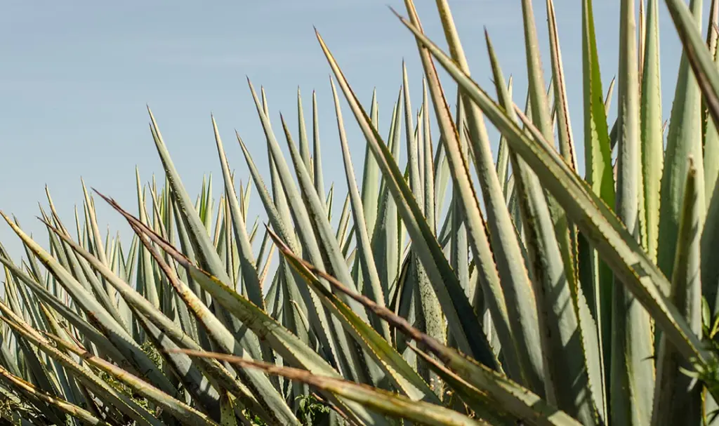 Agave