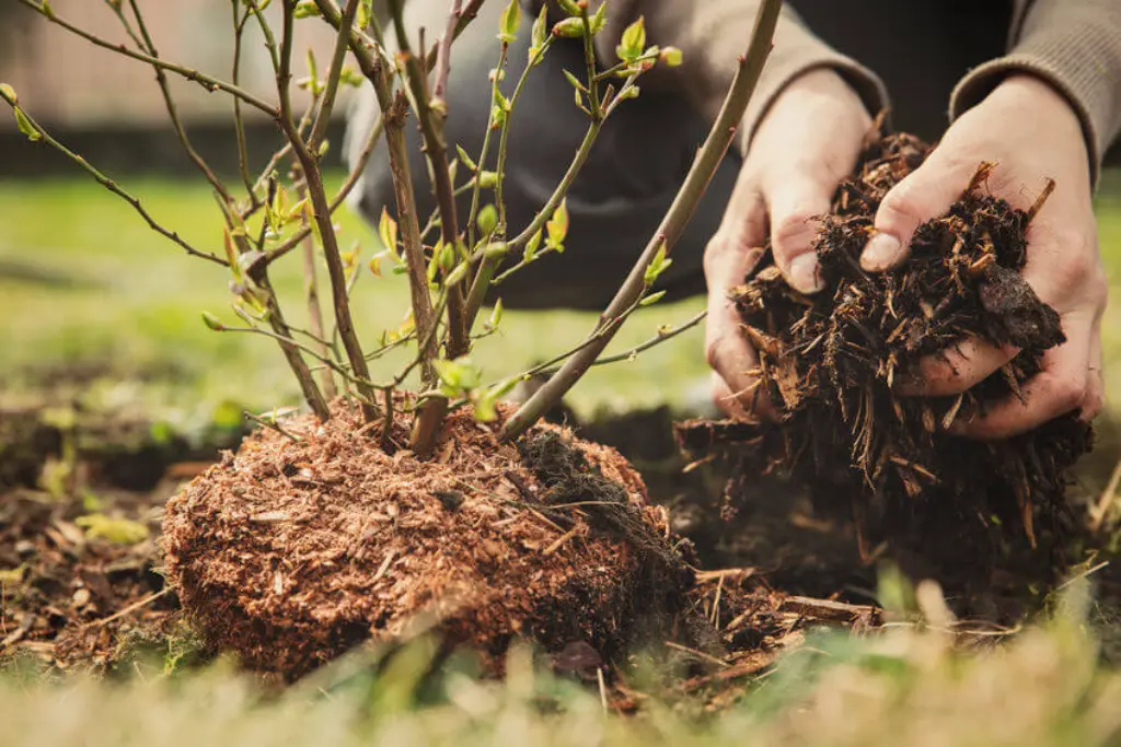 All About Mulching