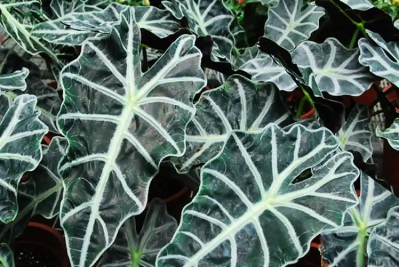 Alocasia Amazonica 1