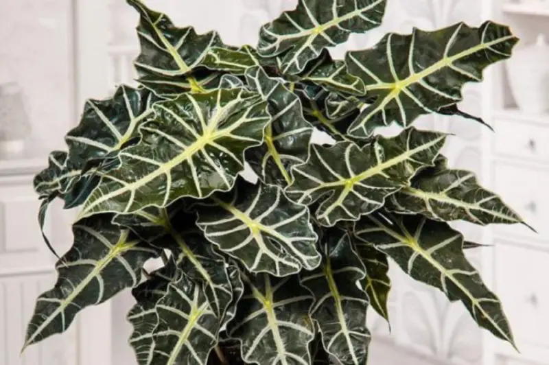 Alocasia Amazonica 2