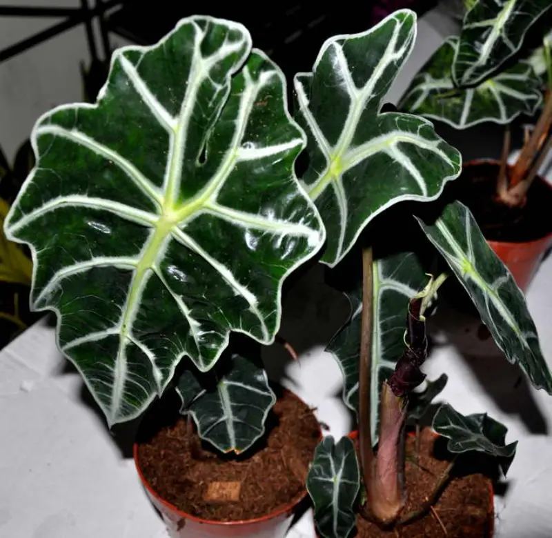 Alocasia Amazonica 3