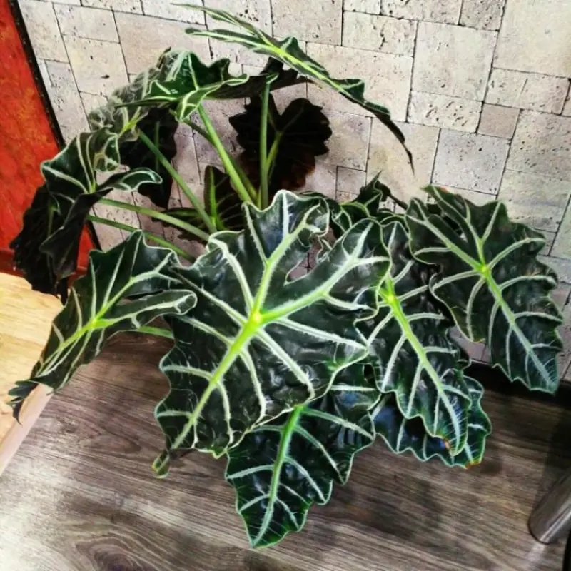 Alocasia Amazonica can be bought in flower shops