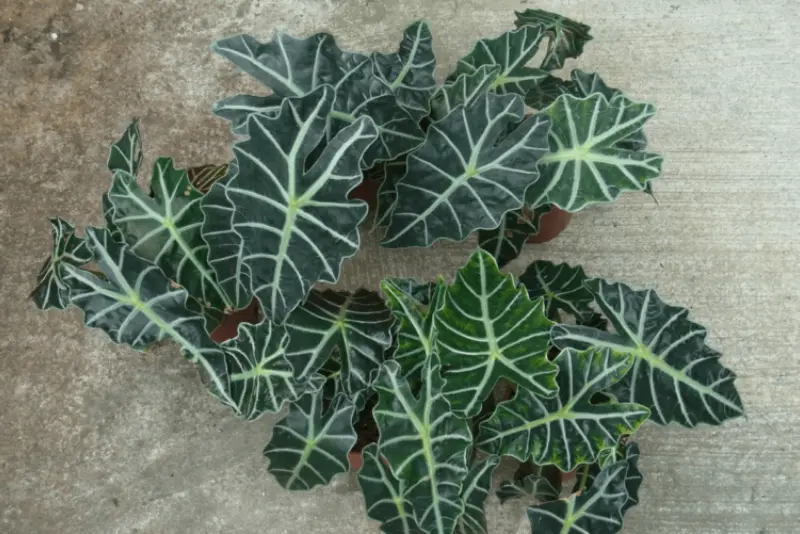 Alocasia reproduces