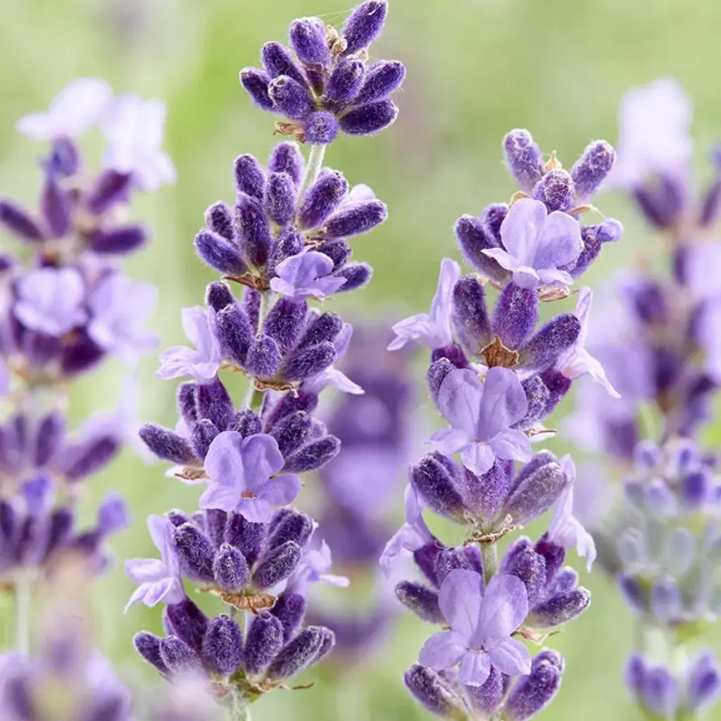 Benefits of English Lavender