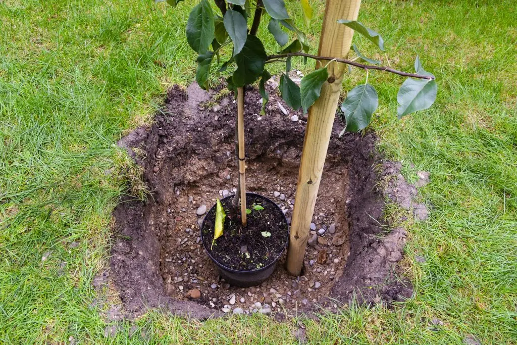 Caring for Young Apple Trees