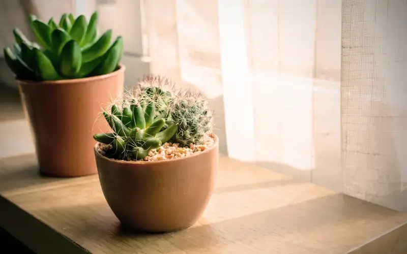 Caring for a cactus at home  Where to put the