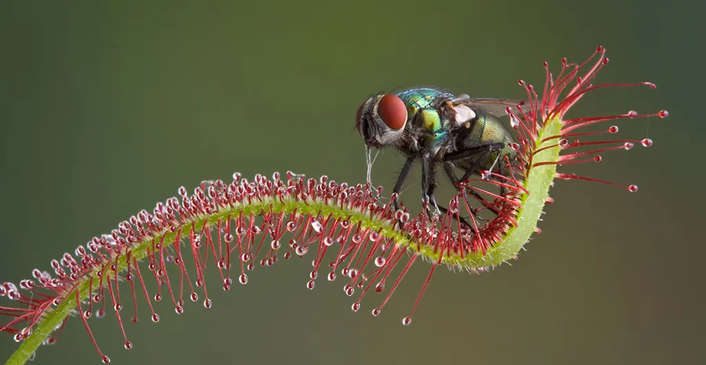 Carnivorous Plants