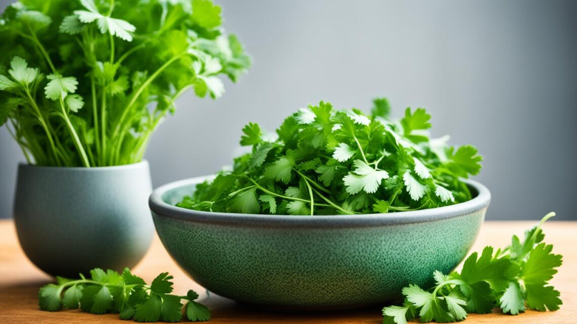 Cilantro/Coriander