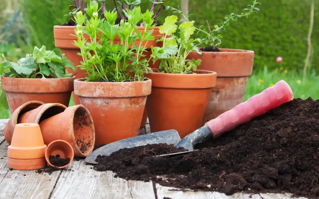 Clay Pot Gardening