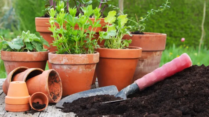 Clay Pot Gardening