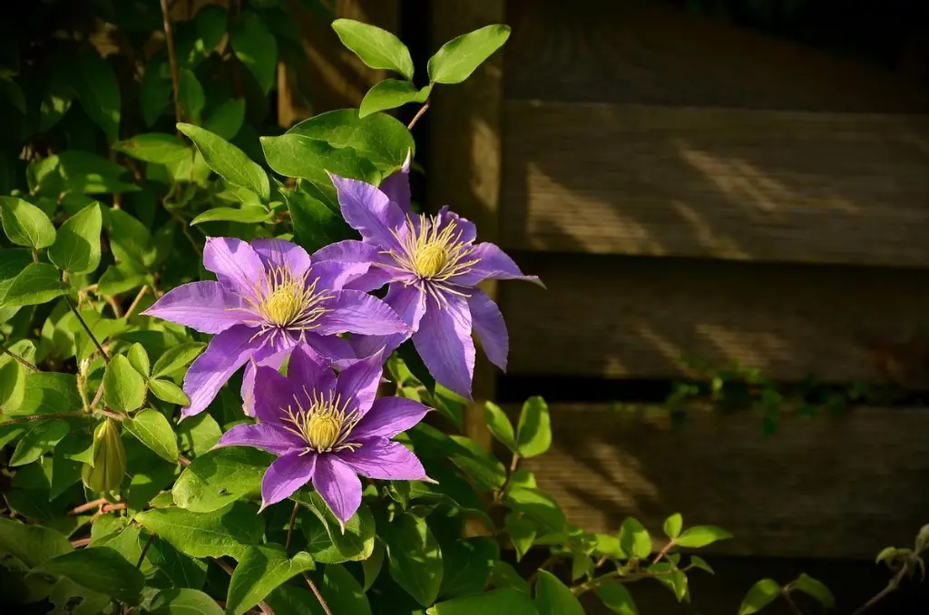 Clematis (Clematis spp.)