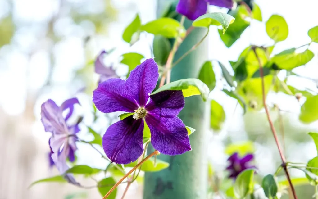 Climbing Plants