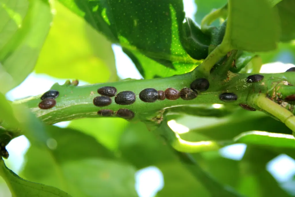 Dealing with lemon pests and diseases