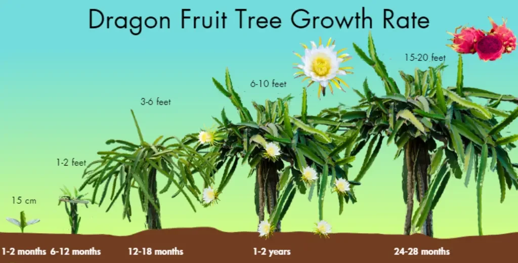 How to Grow Dragon Fruit