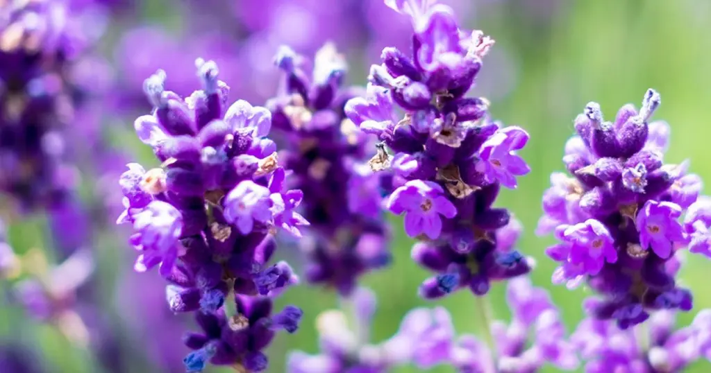 English Lavender (Lavandula angustifolia)