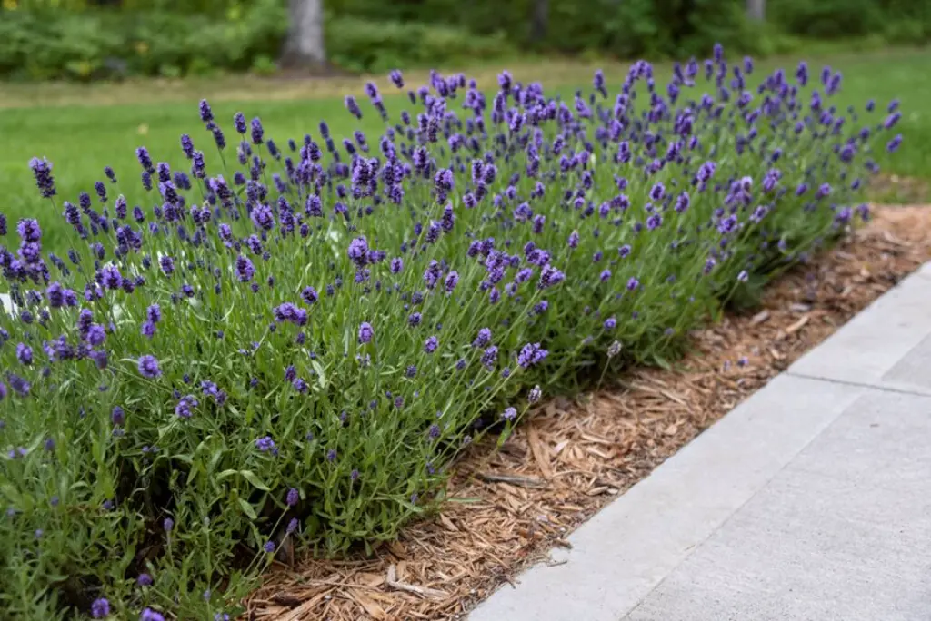 English Lavender (Lavandula angustifolia)